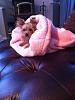 Mia all cozied up in her snuggle bed-01222.jpg
