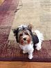 Bentley at 7 months-photo-2-.jpg