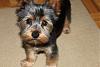 Jackson, large for a yorkie?-img_1624.jpg