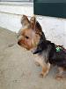 Jackson, large for a yorkie?-image.jpg
