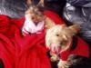 New shirts New pics!-louie-bella-red-blanket-new-shirts-450-x-338-.jpg