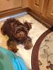 My Chocolate baby!-chocolate-yorkie.jpg