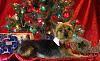 Lola and Milo's Christmas pictures...-img_2203.jpg