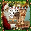 Merry Christmas Everyone, Love Oscar-1kk9y-1dy-1.jpg