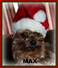 Merry Christmas from Max & Teeka-max.jpg