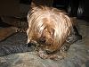 Snickers needs a haircut-snickers-7-.jpg