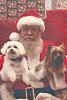 My Yorkie's Picture with Santa:)-frosty-peyton-santa-12-15-12.jpg