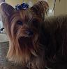 Rosie Showing Off Her Dallas Cowboys BowBiz Bow-a4348ae959b5cc88561243201806dd4f.jpg