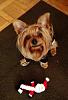 Riley Says Happy Holidays To All!!-phpxle0tapm.jpg