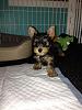 First Yorkie Puppy: Flex!-521845_10151349327327679_888380060_n.jpg