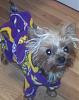 Ruby's getting ready for the vikings/packers game-rubes.jpg