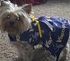 Ruby's getting ready for the vikings/packers game-rosieandhervikings.jpg