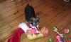 Trixie's 1st Christmas-imag0692.jpg