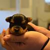 Met my Yorkie for the first time today!-429165_403064439776202_1111876022_n.jpg