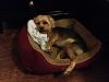 Max Got a New Bed!!-photo-1.jpg