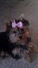 Chloe and her new bow-imag1227.jpg