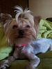 First Yorkie Miss Lexi-picsart_1358629967414.jpg