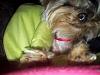 First Yorkie Miss Lexi-picsart_1358630009402.jpg