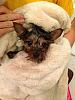 Wet dog-Mia's first bath-wetdog3.jpg