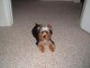 Look who's 6 months old today!!!!!-rocky20906.jpg