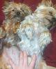 Ruby n Rosie like to do everything together even belly rubs!-012413202212.jpg
