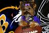 Superbowl picks & Allie's first snow-miaravens-version-2.jpg