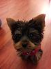 My little furball, Toby. :D-20121222_203721.jpg