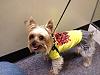 Yorkie- The best shopping partner-shopping1.jpg