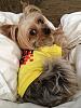 Yorkie- The best shopping partner-shopping2.jpg