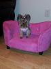 Maci's New Couch-2013020995181602.jpg