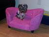 Maci's New Couch-2013020995182152.jpg