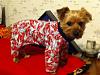 Charlie got new Jammies!!!-photo-14-.jpg