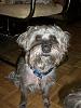 I groomed my furkids-102_6335.jpg