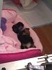My first Yorkie, Lola...Watch out she bites!!!!-lola-4.jpg