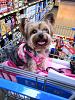 My Emily Rose-shopping-yorkie.jpg