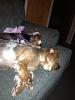 Mrs. Beasley has a Rosie ... a fur sister that is.-photo-4-.jpg