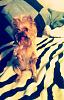 New pic of Spanky-6718_10151491423192369_2104816816_n.jpg