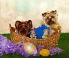 Happy Easter my furiends! :)-ahi-roxie-march-2013.resized.jpg