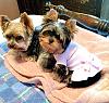 Que Tee's first dress and her best buddy Wyatt-image.jpg