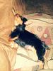 My new adopted yorkie-20130312_152530-picsay.jpg