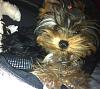 Wanted:  4 month old yorkie pictures-furrybaby19weeks.jpg
