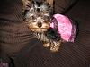 Wanted:  4 month old yorkie pictures-img_1777-550x413-.jpg