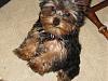 Wanted:  4 month old yorkie pictures-img_1811-550x413-.jpg