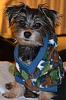 Wanted:  4 month old yorkie pictures-image.jpg