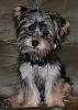 Wanted:  4 month old yorkie pictures-image.jpg