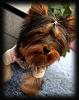 Wanted:  4 month old yorkie pictures-image.jpg