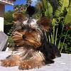 Wanted:  4 month old yorkie pictures-furrybaby4.5months.jpg