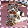 Wanted:  4 month old yorkie pictures-15583_309268882517700_852041983_n.jpg