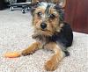 Wanted:  4 month old yorkie pictures-jan_10_2012.jpg