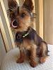 Wanted:  4 month old yorkie pictures-jan_30_2012.jpg